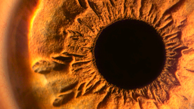 It's a Small World: Breathtaking Macro Photos