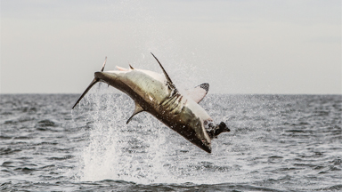 Great White Shark Breaches Off South Africa's Coast