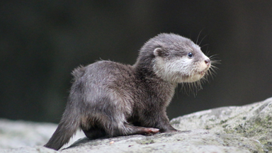 Tiny Baby Otter Ventures Outside Its Nest