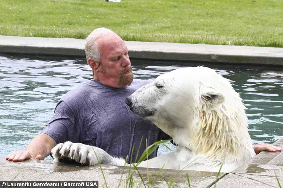 Man Swims With Polar Bear