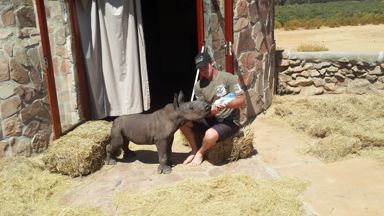 Baby rhino abandoned as a newborn is taken in by a rescue team