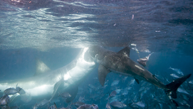Short Shark Shock: Great White Attacks A Rival
