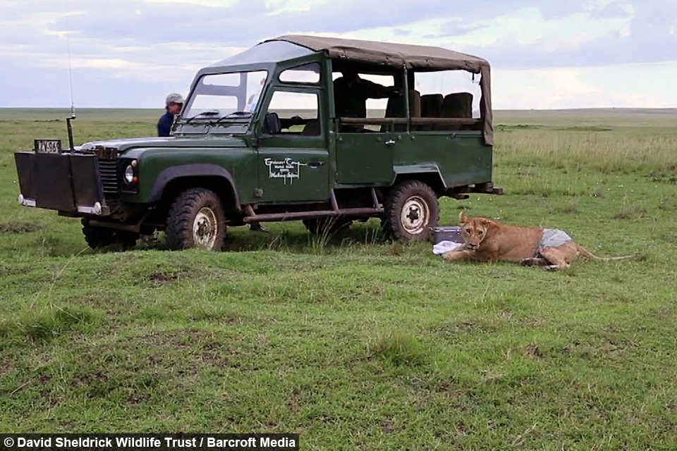 Lioness Gored by Buffalo