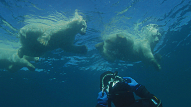 Photographer Swims With Wild Polar Bear Family