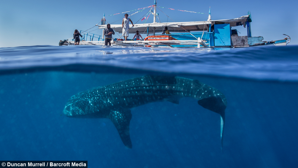 biggest tourist boat in the world what lies beneath split shots of whale sharks swimming biggest tourist boat in the world what lies beneath split shots of whale sharks swimming