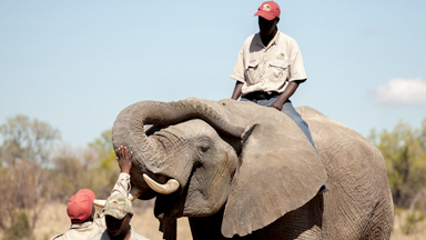 Detector Elephants: Gentle Giants Sniff Out Explosives