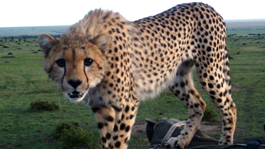 Spot of Bother: Cheetah Falls Through Car Roof Startling Tourists