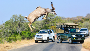 Kudu Jumps Two Meters In The Air In Kruger National Park