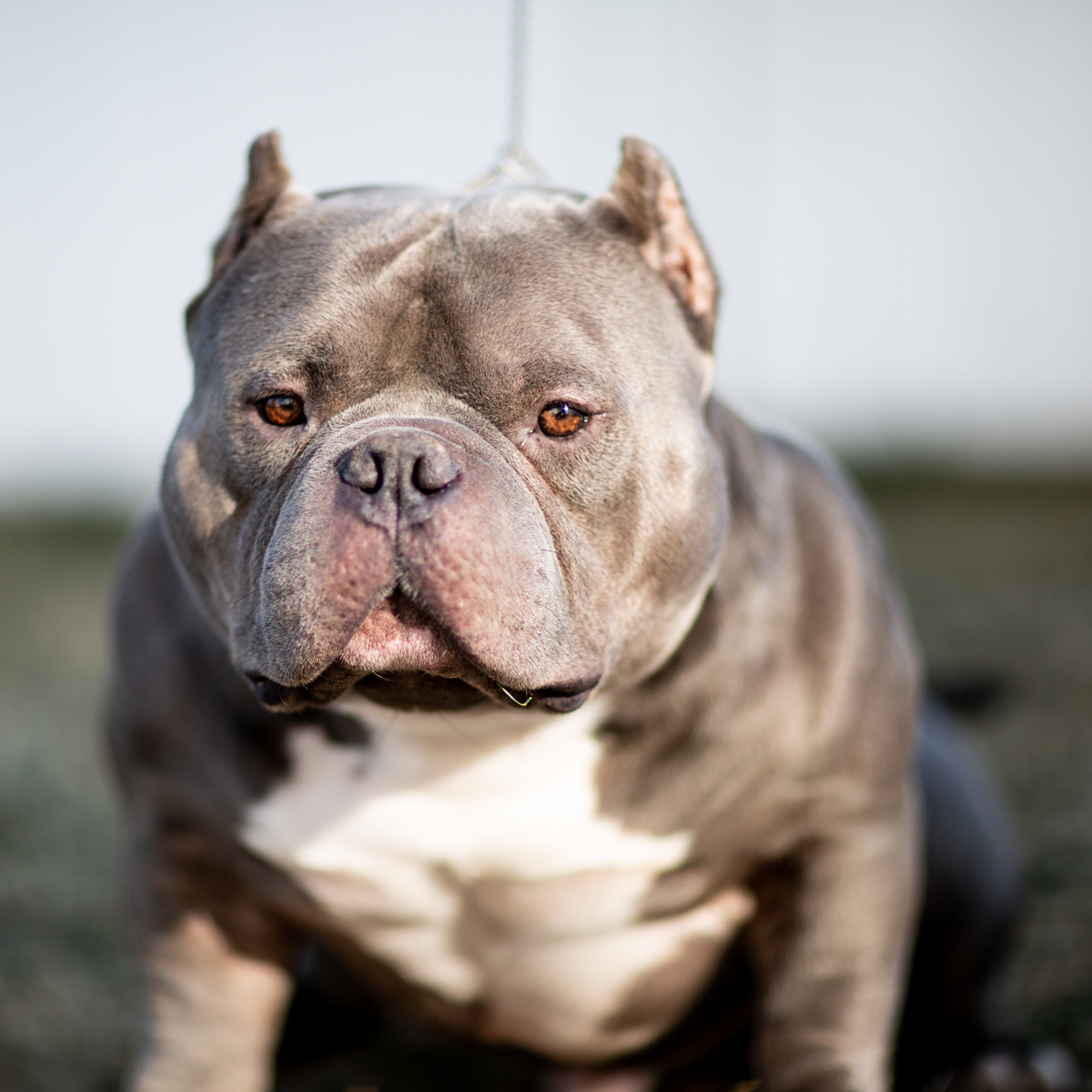 Meet China Boy The 1 Million Bully