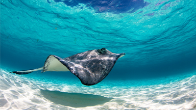 What Lies Beneath: Beautiful Photos Of Stingrays In The Cayman Islands