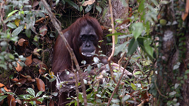 Clean Conscience? Orangutan Scrubs Herself With Stolen Soap Bar