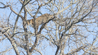 Fighting Leopard Dramatically Falls From Tree