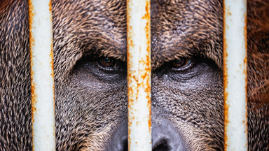 Charity rescues orangutans left orphaned by the palm oil industry