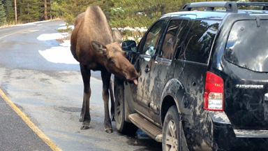 Free Car Wash: SUV Gets A Licking From Salt Loving Moose