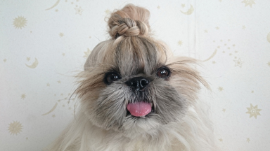Hair of the Dog: Pooch Becomes Insta-famous