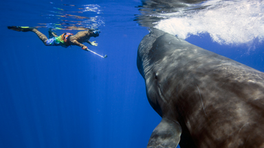 Sperm Whale Close Encounter - Tourists Swim With Gentle Giants