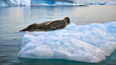 P-p-pick on someone your own size! Brave Penguins Face Seal In Antarctica