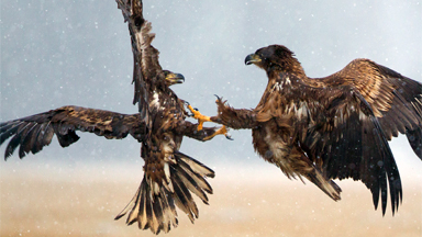 Juvenile Eagles Battle In Polish Skies
