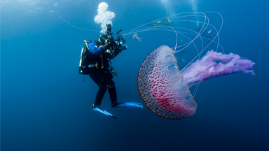 Underwater Aliens Pulsate Off The Scottish Coast