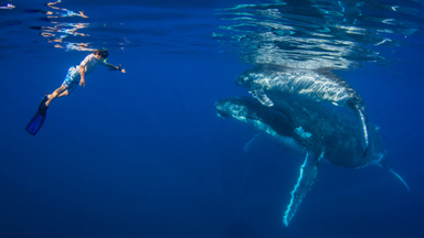Kids Swim With 40 Tonne Whales