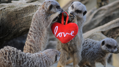 Love is in the air: Animals at Cotswolds Wildlife Park share a kiss for Valentine's Day