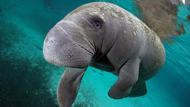 Aren't They A Picture? Unusual Looking Manatees Interact With Snorkelers