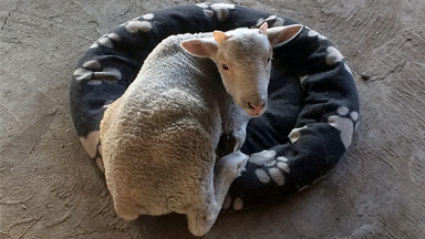 Woolly Jumper! Bouncing Lamb Becomes Huge Internet Star