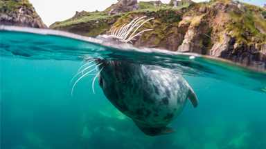 Playful Seal Nibbles Divers Flippers