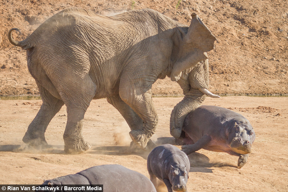Elephant vs Hippo
