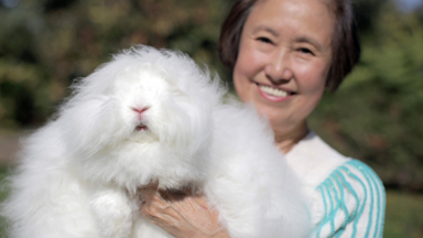 Good Hare Day: Woman Breeds World's Fluffiest Rabbits