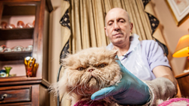 King of the Jungle: Cat Gets 'Lion' Cut