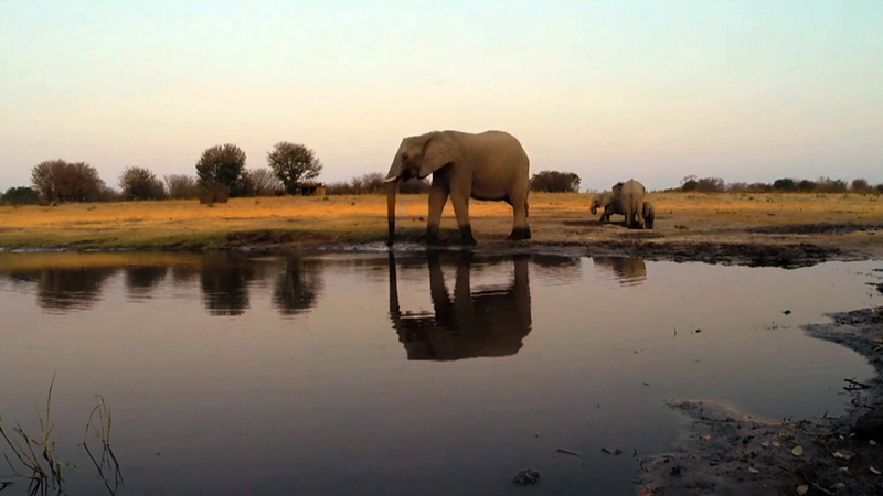 Nosy Nelly - Elephant Inspects GoPro Camera