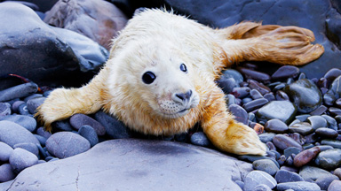 Seal Good Factor: Cute Baby Seal Spotted In Scotland