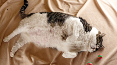 Its Meow Or Never: 38.5lbs Cat 'Elvis' Bids to Lose Weight