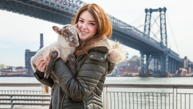 Smokey Da Lamb - New York's coolest resident