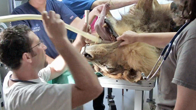 Eye Of The Lion: Big Cat Undergoes Sight-saving Surgery