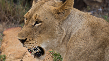 Lion Steals Ranger’s GoPro