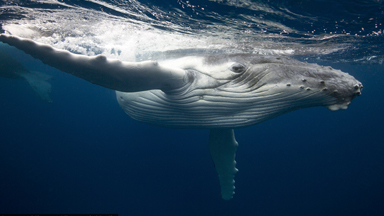 Whale Of A Time: Photographer Captures Migrating Mother and Calf Humpbacks