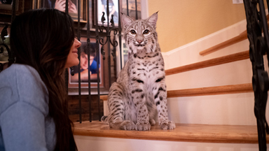 We Share Our Home With Two Bobcats