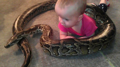 Hiss all in the family: Baby and Python Best Friends