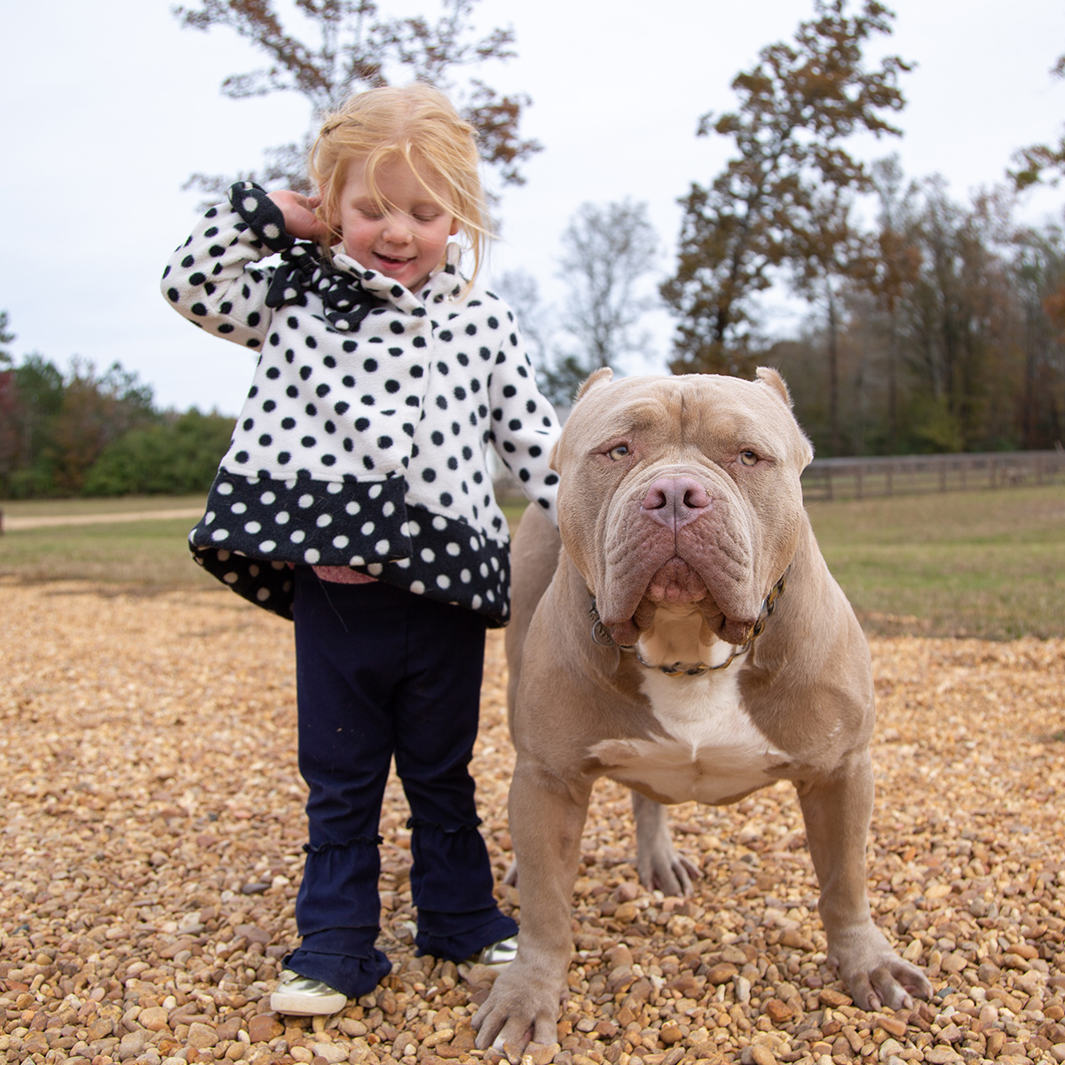 blue gator head pitbull