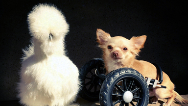 Wheelchair Dog And Silkie Chicken Are The Cutest Friends
