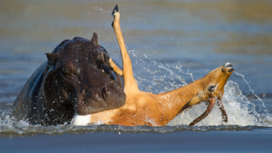 Impala Attacked By Hippos After Fleeing Wild Dogs