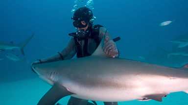 Shark Whisperer: Diving Instructor Puts Sharp-Toothed Creature Into Trance