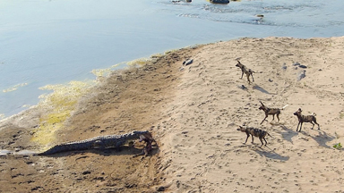 Food Fight! Crafty Croc Snatches Dinner From Wild Dogs