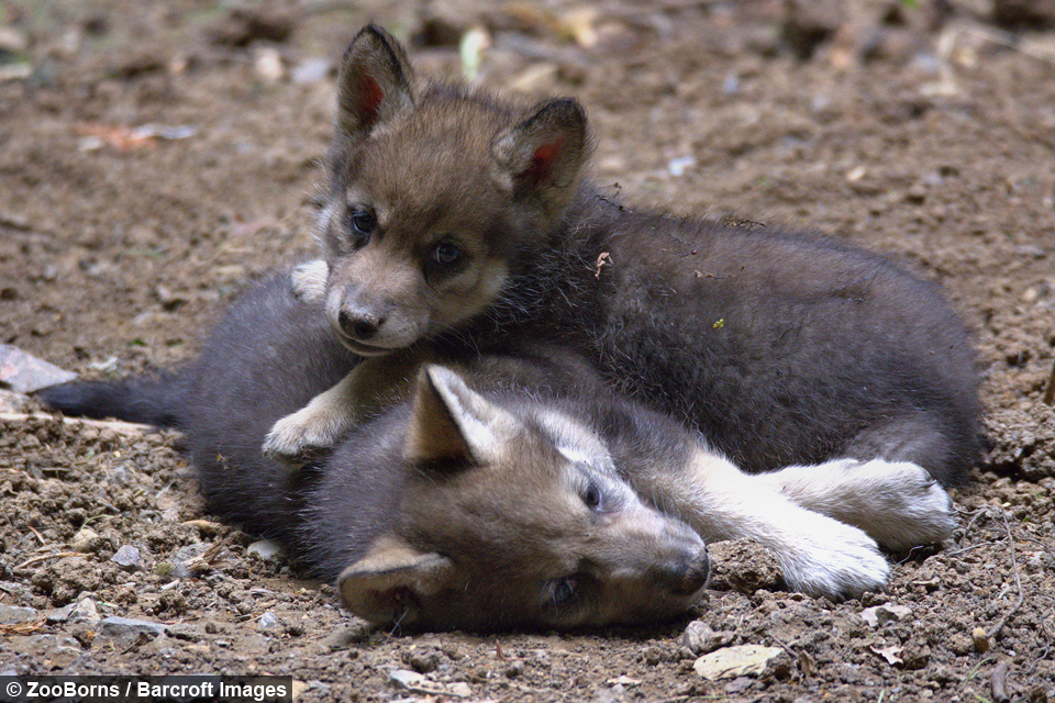 wildlife park celebrates first