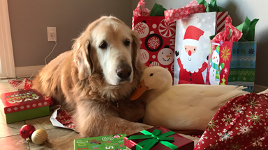 Best Friends Dog And Duck Celebrate Christmas
