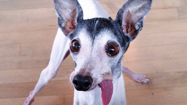 The World's Goofiest Dog Is Attracting Thousands Of Online Fans