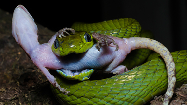 Caught In The Act: Cat Snake Eats Gecko