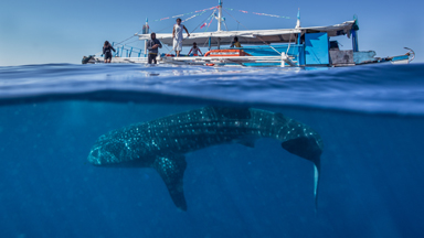What Lies Beneath: Split Shots Of Whale Sharks Swimming Below Boats